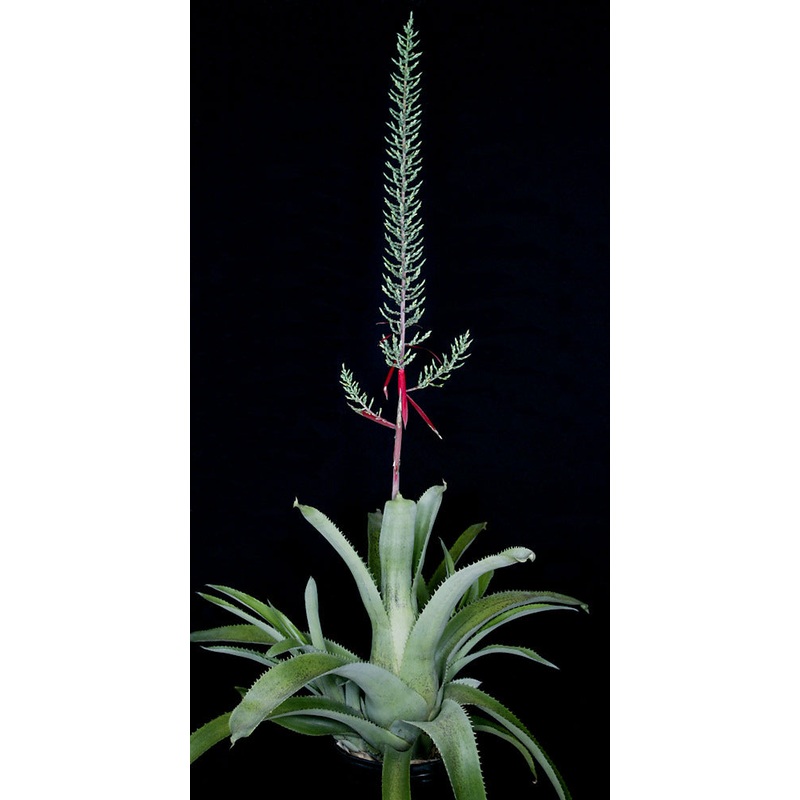 Aechmea bracteata ‘Caribbean Clone’
