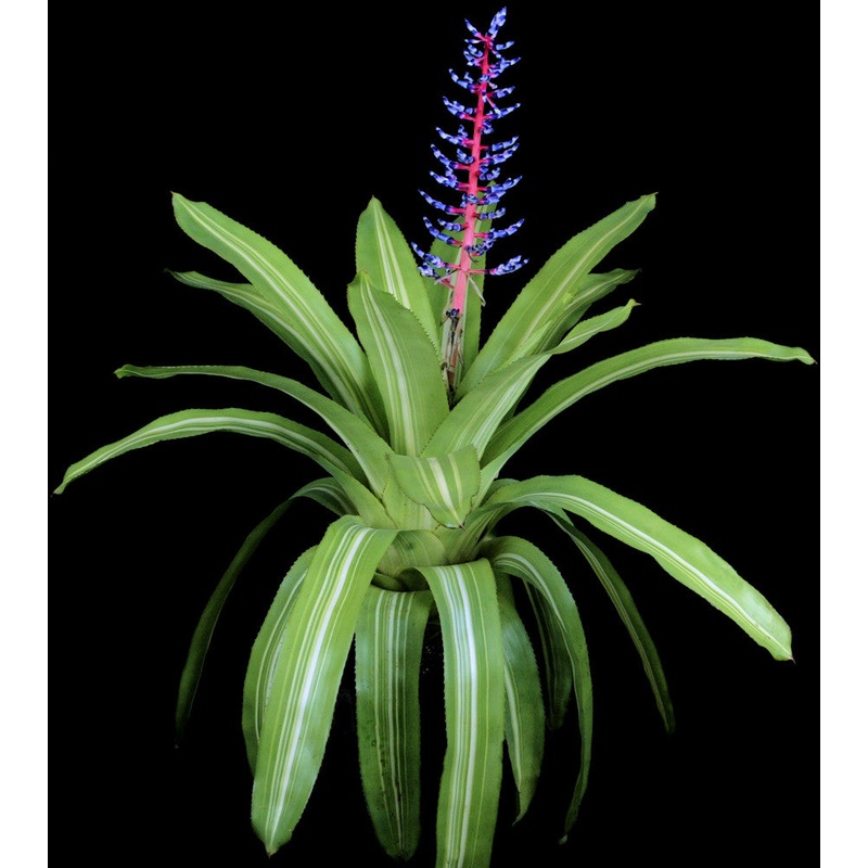 Aechmea ‘Del Cielo’|6-inch Pot|8-inch Pot|6-inch Pot (WHOLESALEX)