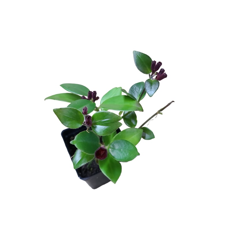 Aeschynanthus spp.|Rooted with 6+ leaves
