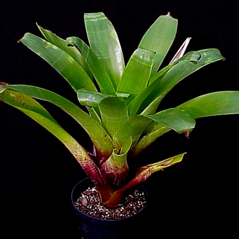 Alcantarea regina|Offset|14-inch Pot (WHOLESALEX)