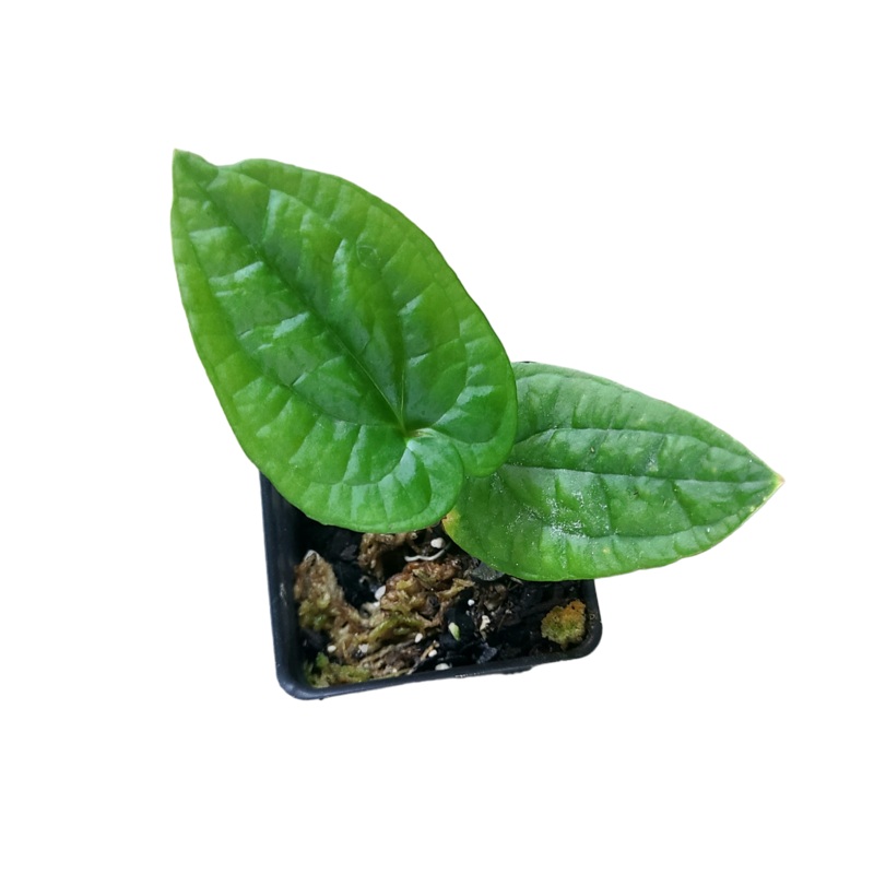Anthurium flexile|2-3 leaf cutting|Rooted with 3 + leaves