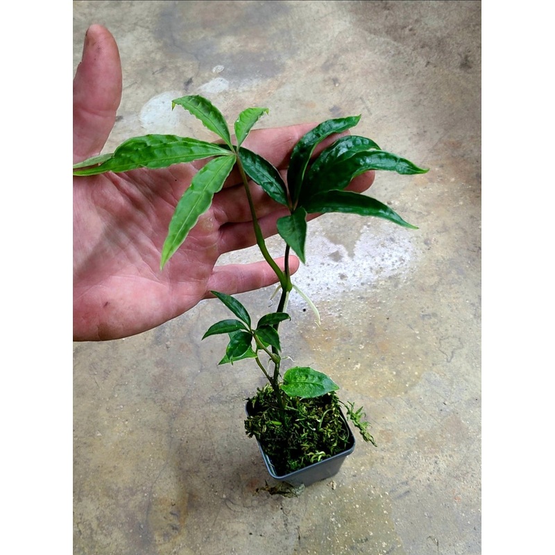 Anthurium pentaphyllum|2-3 leaf cutting|Rooted with 2 + leaves