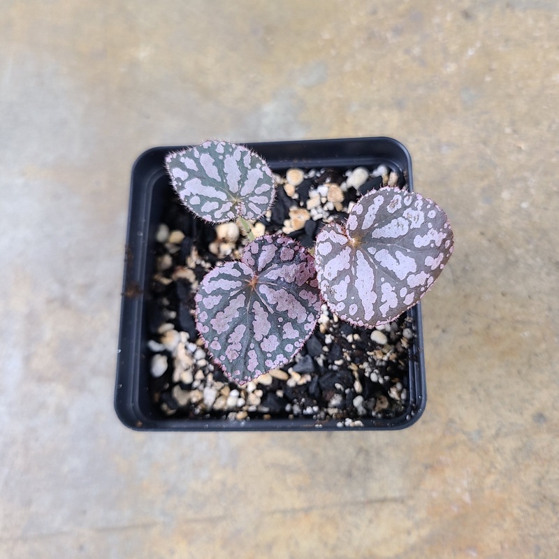 Begonia Chayo|2-3 leaf cutting|Small Rooted Plug (Rooted with 3+ leaves)|Rooted with 3 + leaves