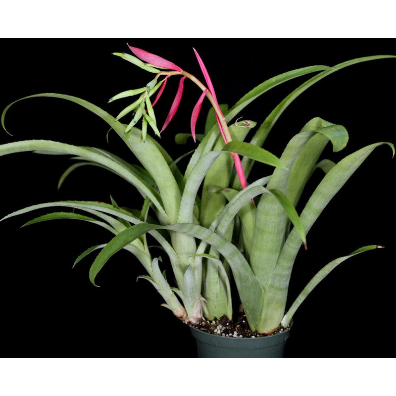 Billbergia manarae|Offset