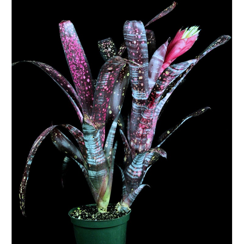 Billbergia ‘Talbot Evita’|Offset