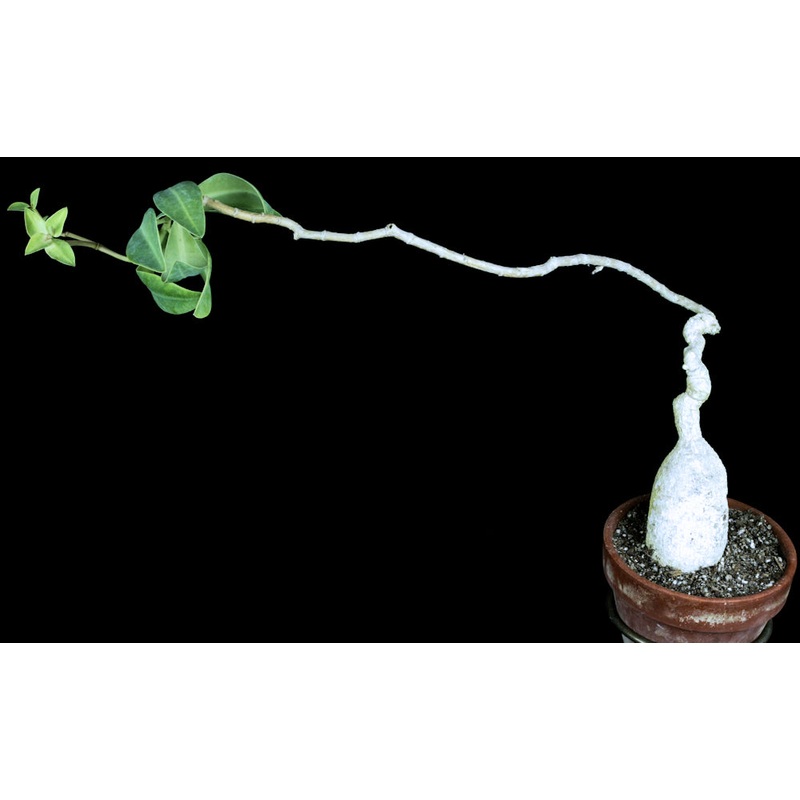 Euphorbia platycephala|4-inch Pot