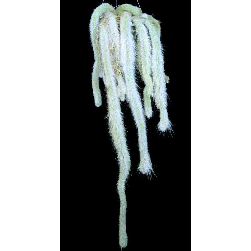 Hildewintera colademononis|Un-Rooted Cutting