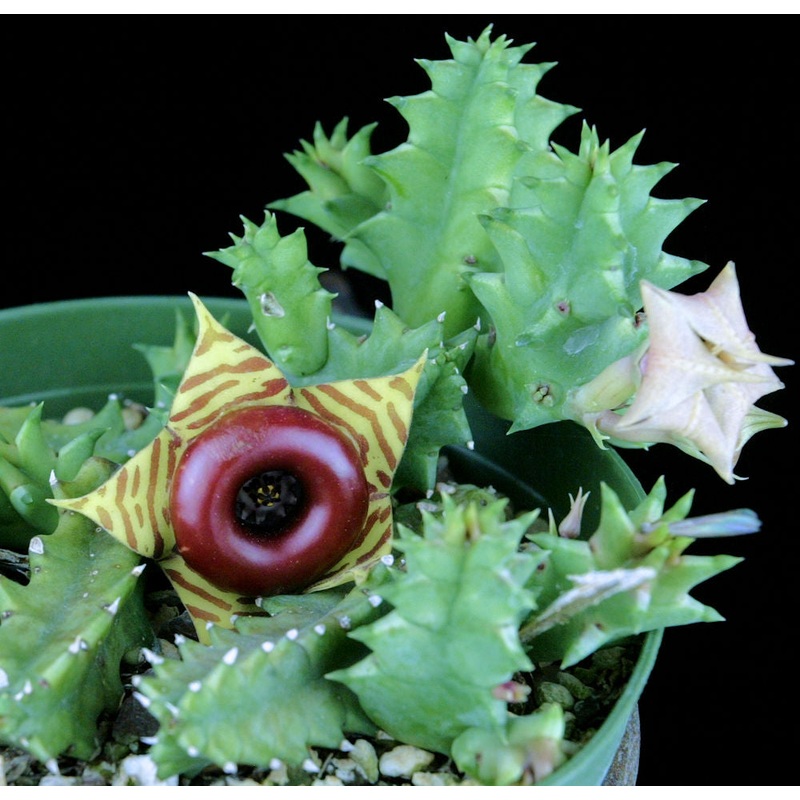 Huernia zebrina v. zebrina|4-inch Pot|6-inch Pot