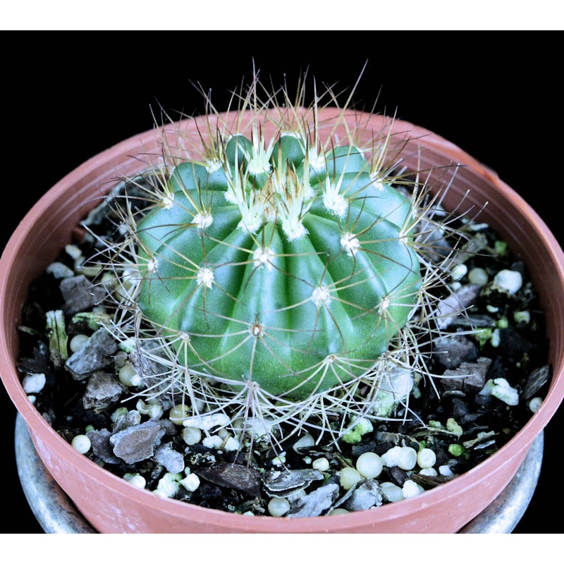 Melocactus ernestii|4-inch Pot