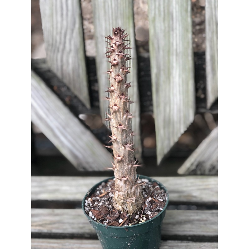 Monadenium spinescens|4-inch Pot