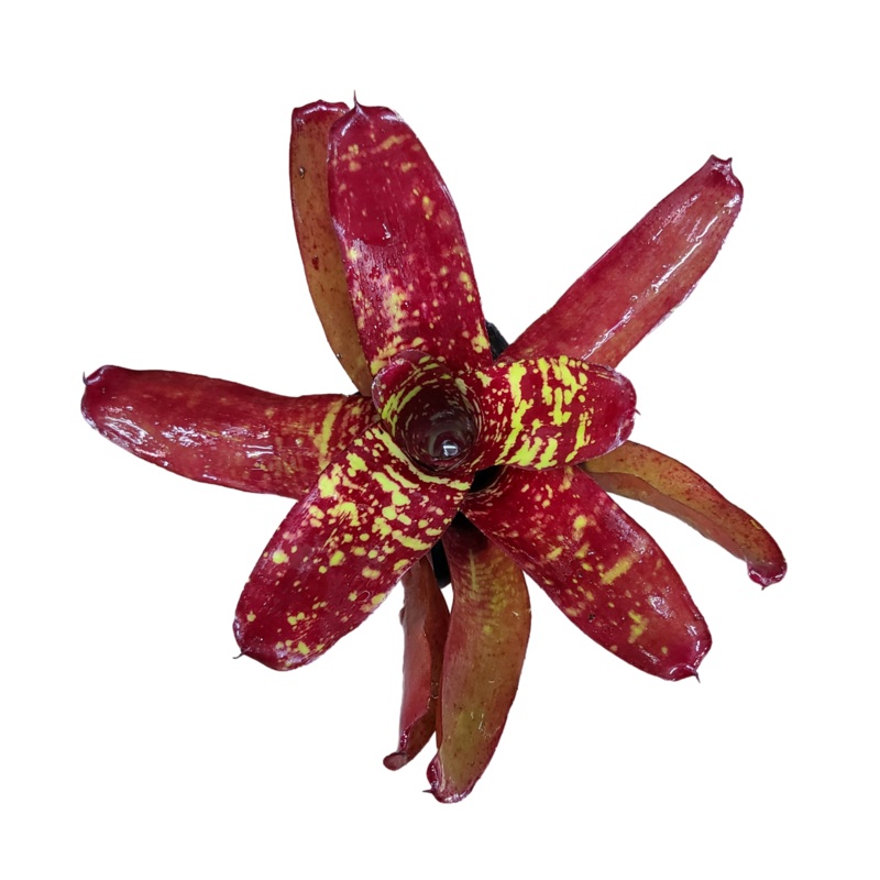 Neoregelia Aztec Fireball|Single|Bunch (1 Mature with 1-2 pups)