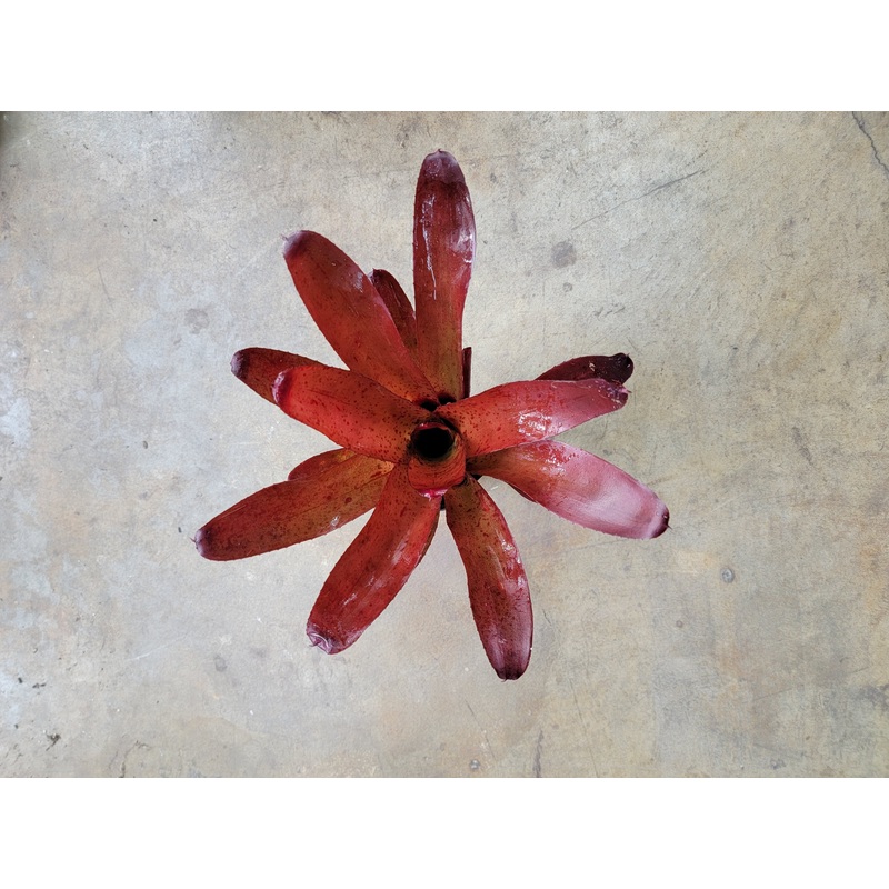 Neoregelia Brasil 696