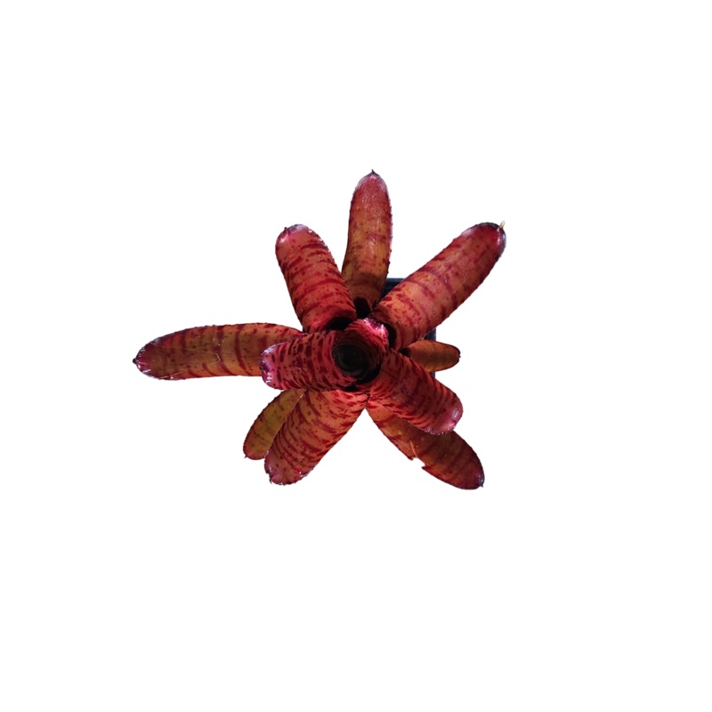 Neoregelia Ed Prince