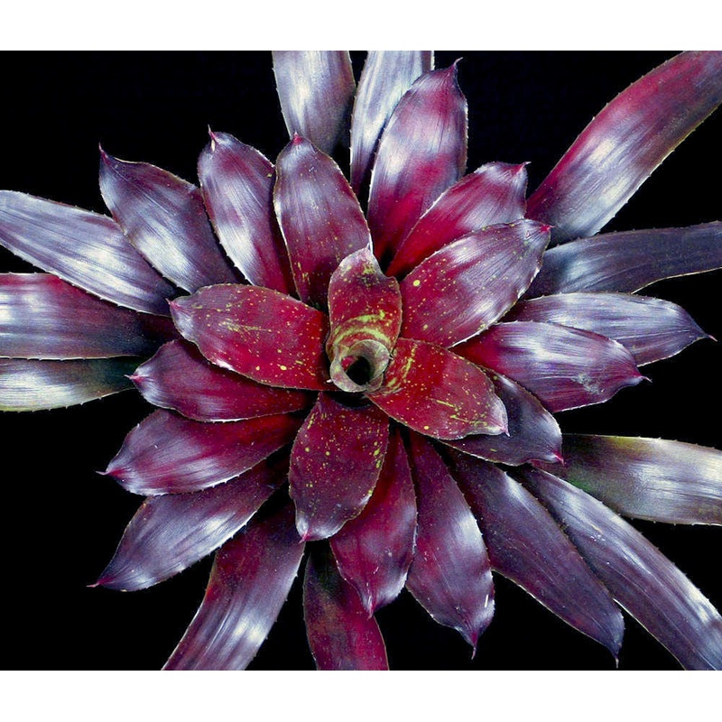Neoregelia ‘Gift of Love’|Offset|6-inch Pot