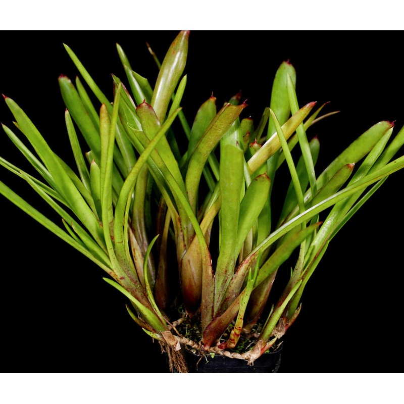 Neoregelia kerryi|Offset