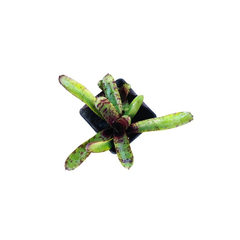 Neoregelia Kit Kat – Micro
