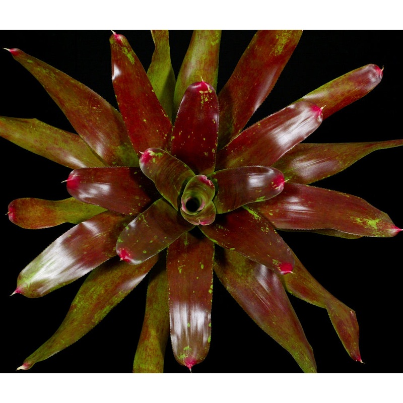 Neoregelia ‘Lois Bullis’|Offset|8-inch Pot