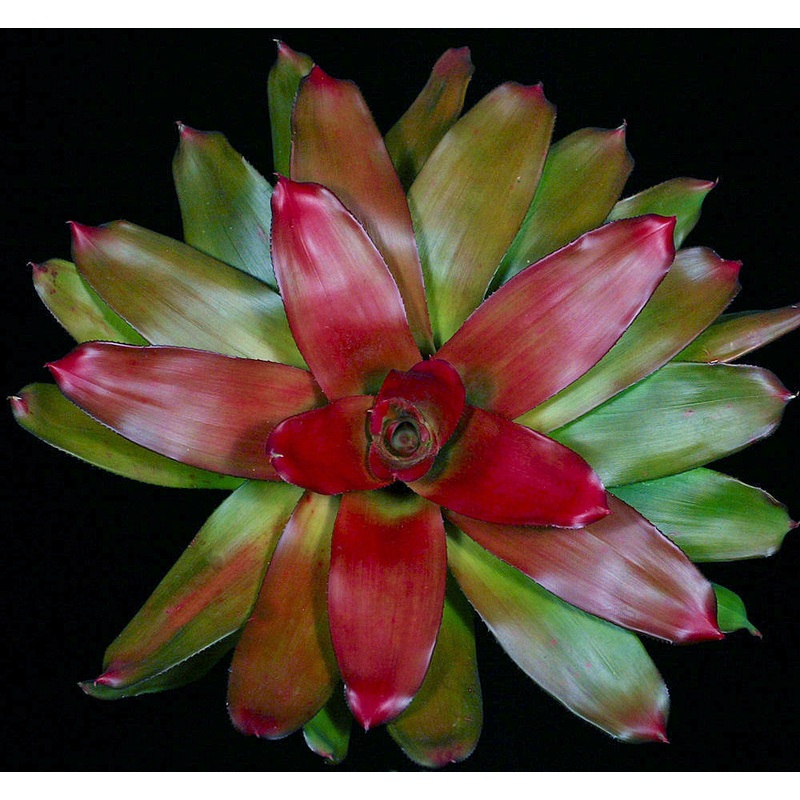 Neoregelia ‘Meyendorffii Orange Center’