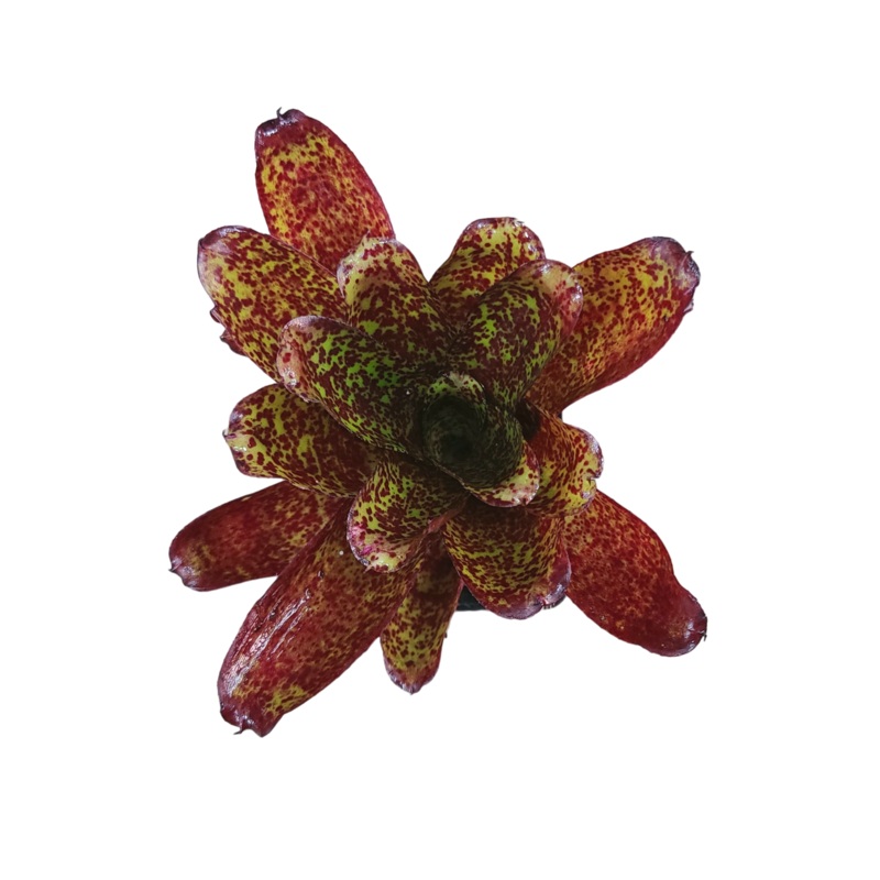 Neoregelia Mo Peppa
