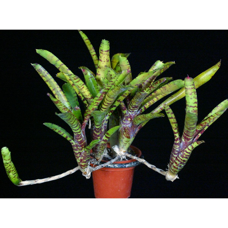 Neoregelia ‘Mouser’|Offset