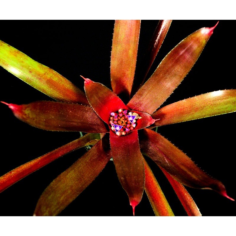 Neoregelia ‘Red Face’|Offset
