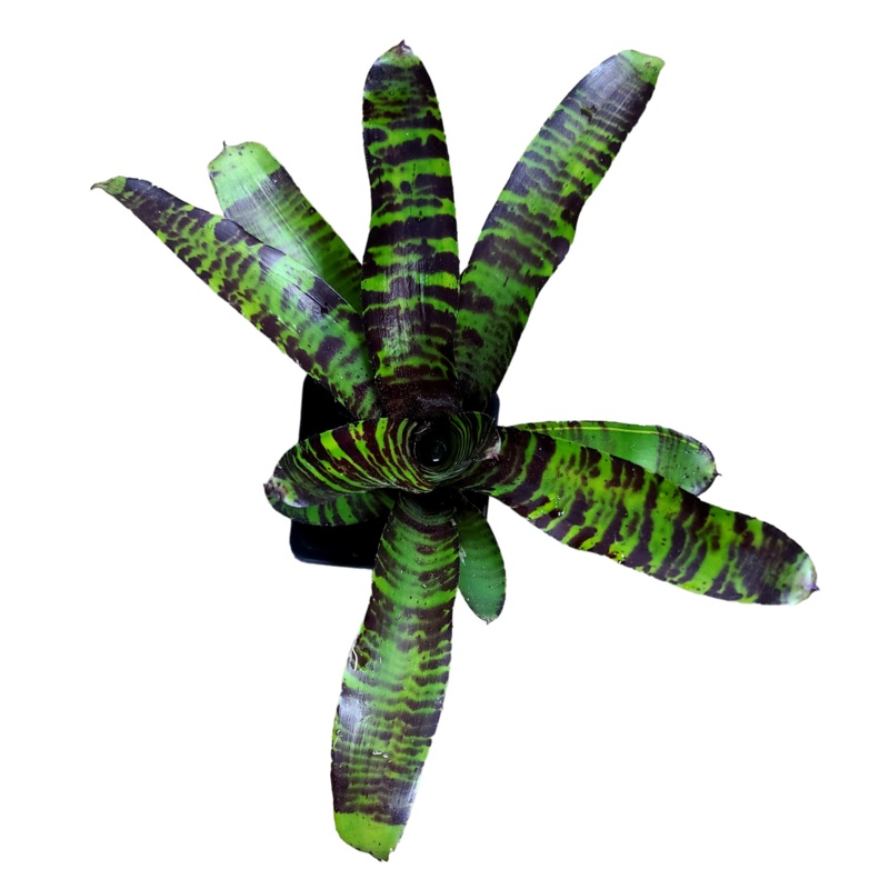 Neoregelia Savoy Truffle