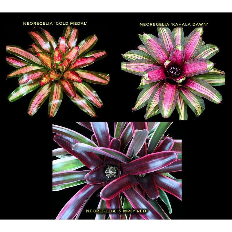 Neoregelia – ‘Sunrise’ Collection (3 piece)