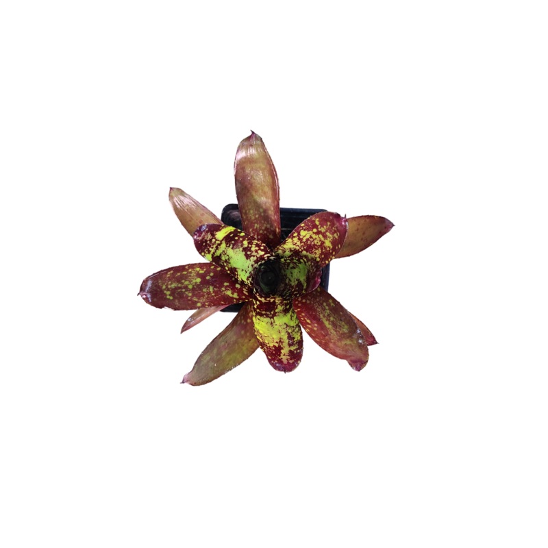 Neoregelia Wicked