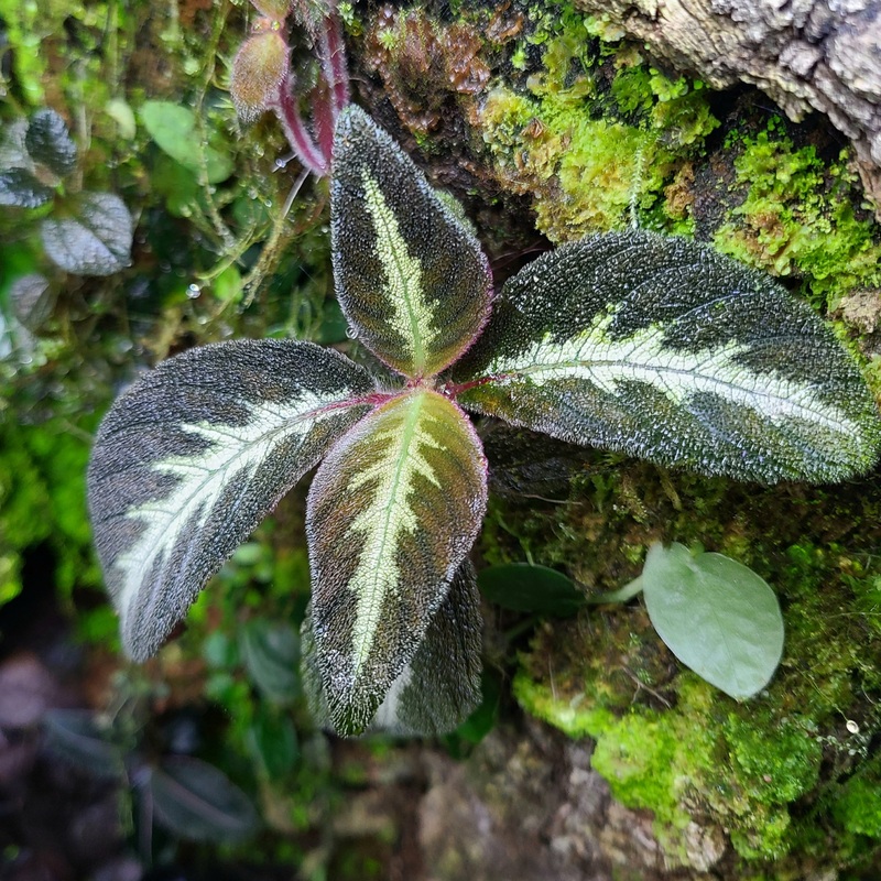 Pearcea aff. sprucei|4-8 leaf cutting|Rooted with 6+ leaves