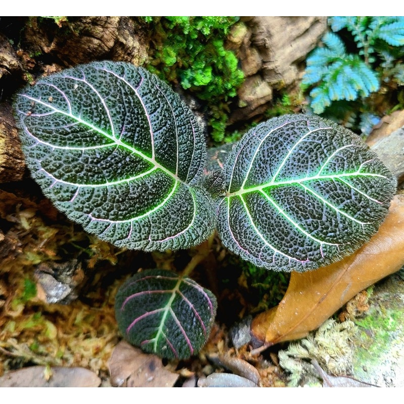 Pearcea hypocyrtiflora|4-8 leaf cutting|Rooted with 6+ leaves
