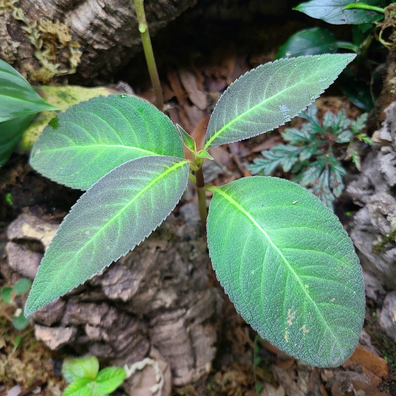 Pearcea reticulata|4-8 leaf cutting|Rooted with 6+ leaves