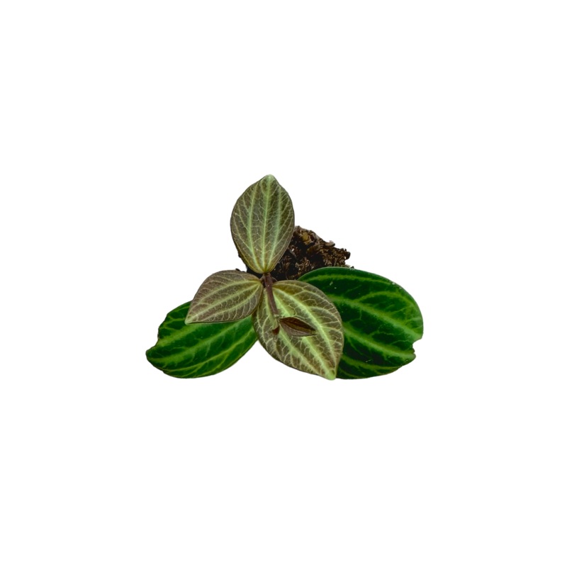 Peperomia dahlstedtii|3-5 leaf cutting|Small Rooted Plug (Rooted with 4+ leaves)|Rooted with 8+ leaves