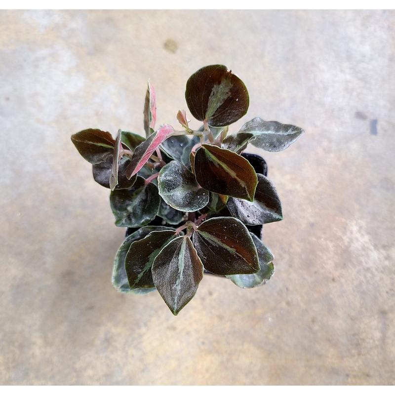 Peperomia metallica Big Leaf|6-10 leaf cutting|Rooted with 6+ leaves