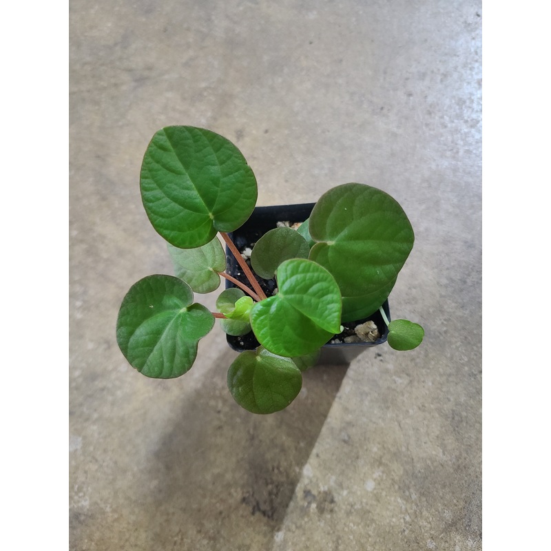 Peperomia species|6-10 leaf cutting|Small Rooted Plug (Rooted with 4+ leaves)|Rooted with 8+ leaves