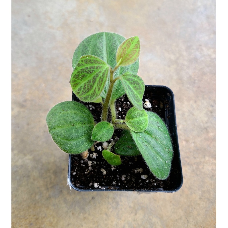 Peperomia Tingo Maria|3-5 leaf cutting|Rooted with 5+ leaves