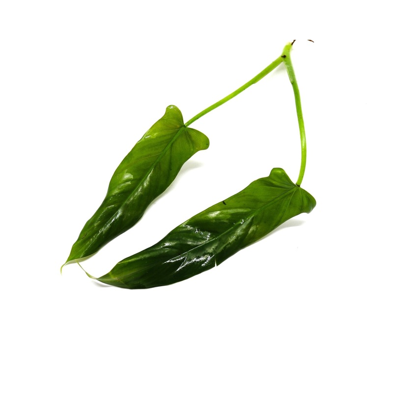 Philodendron mexicanum Red Back