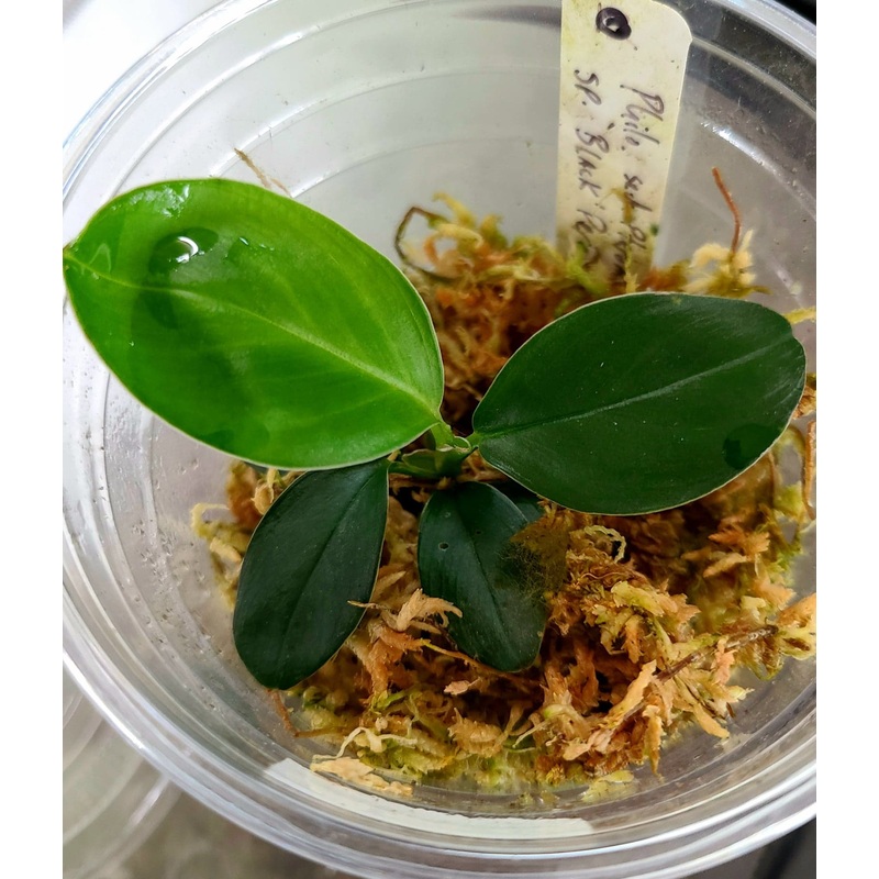 Philodendron sect. pteromischum Black Peru