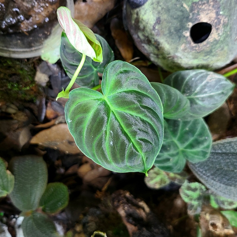 Philodendron verrucosum Black – Very Rare