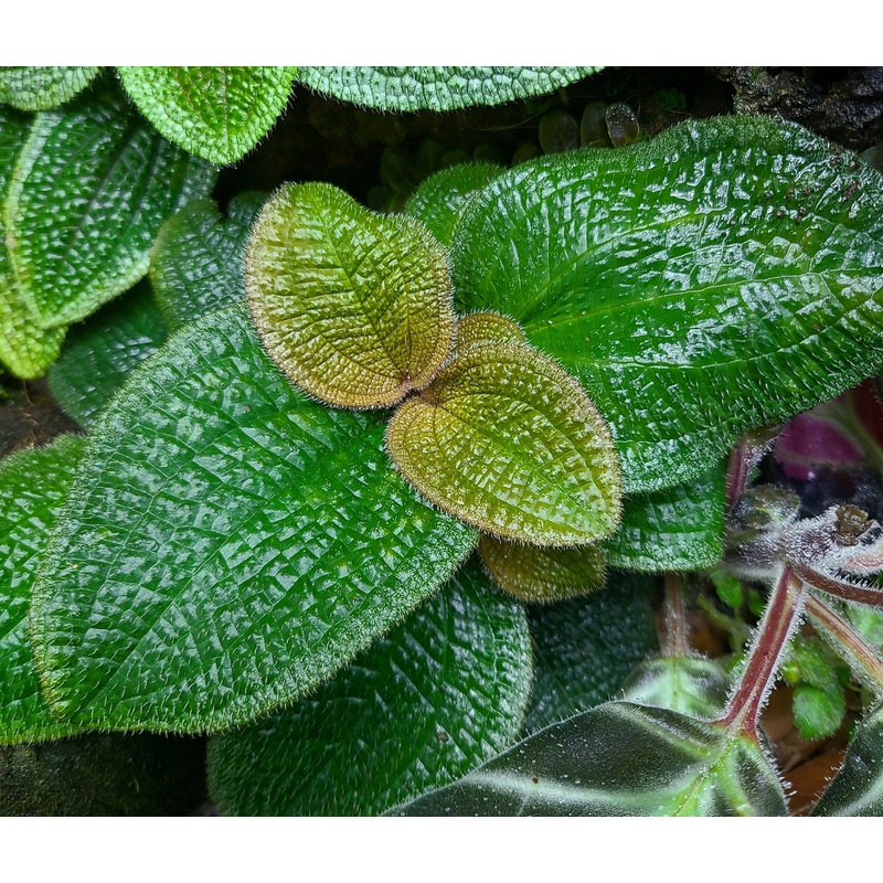Phyllagathis prostrata|4-8 leaf cutting|Rooted with 6+ leaves