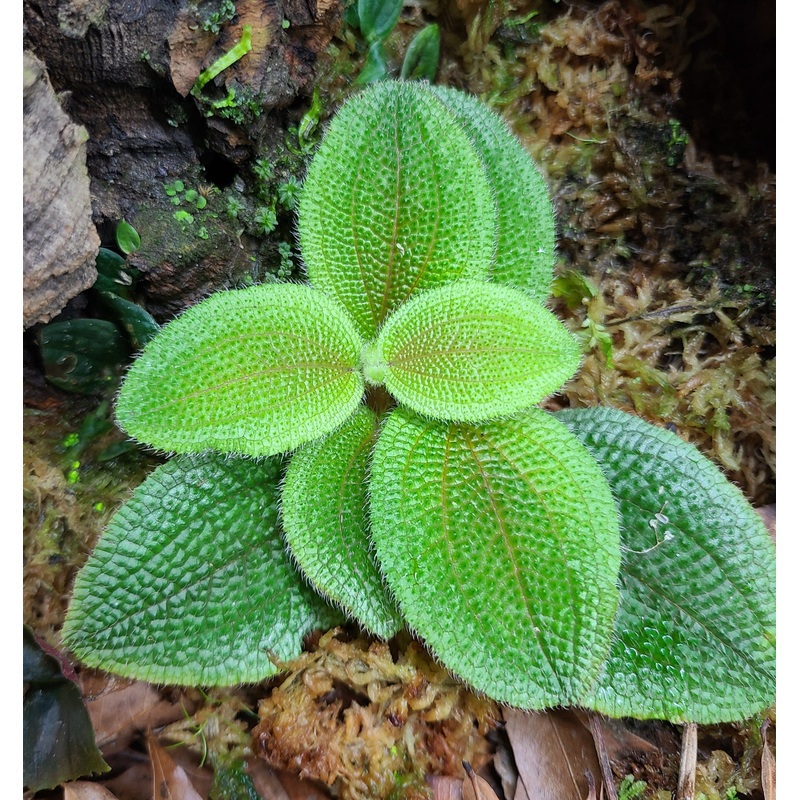 Phyllagathis sp|4-8 leaf cutting|Rooted with 6+ leaves