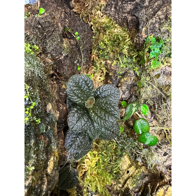 Pilea repens|8-12 leaf cutting|Rooted Specimen (Small Plug)|Larger Rooted Specimen (8+ leaves)