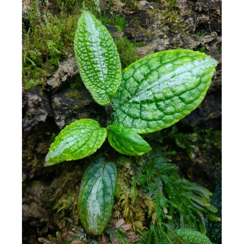 Piper sp (NOID)|2 leaf cutting|3 leaf cutting|Rooted with 3 + leaves