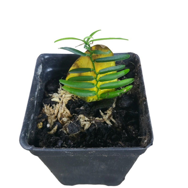 Pothos cf scandens|4-5 leaf cutting|Rooted with 6 + leaves