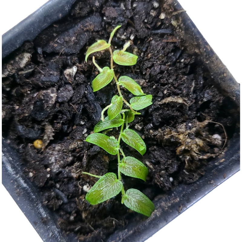 Pothos sp|4-5 leaf cutting|Rooted with 6 + leaves