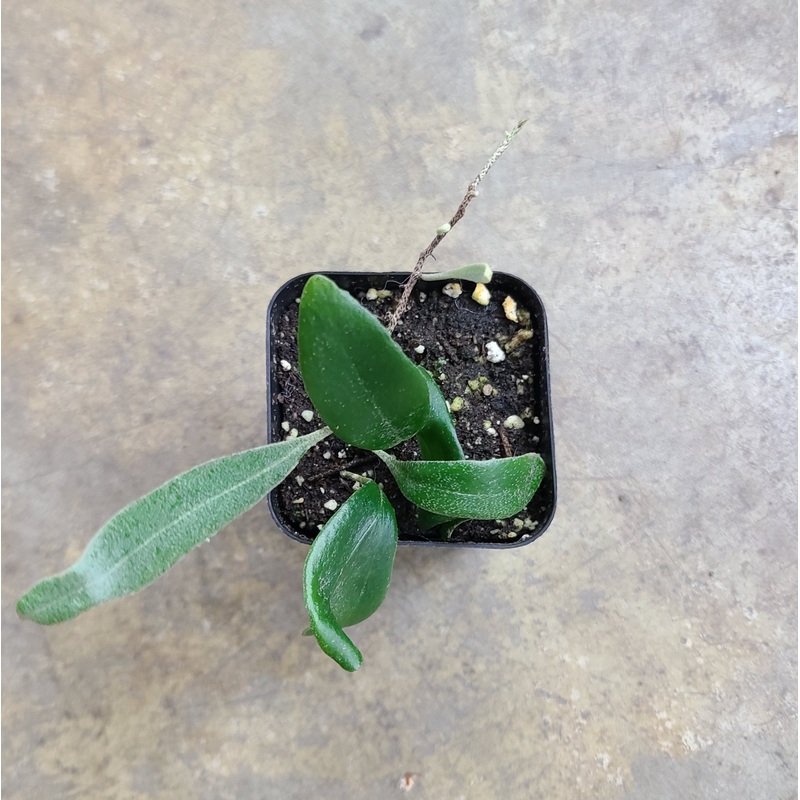 Pyrrosia cf. serpens|8-12 leaf cutting|Rooted with 12 + leaves|Rooted Climbing Shim / Plank