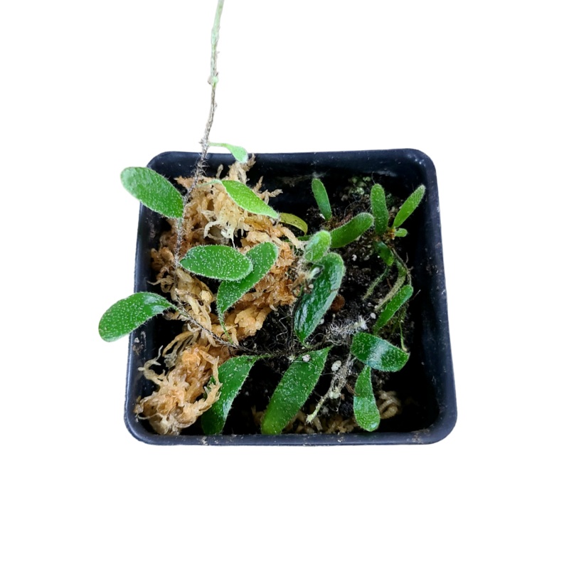 Pyrrosia nummularifolia – Small Oval