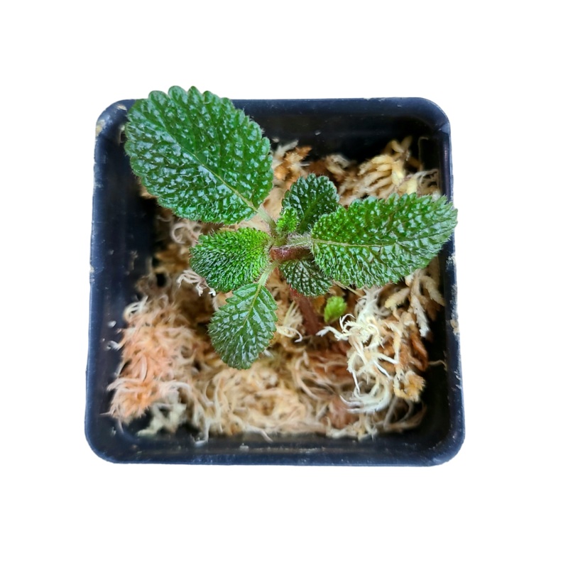Reldia minutiflora|4-8 leaf cutting|Rooted with 6+ leaves