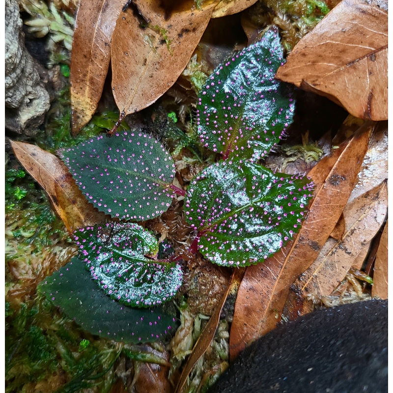 Sarcopyramis Pink Dot / sp Sanggau