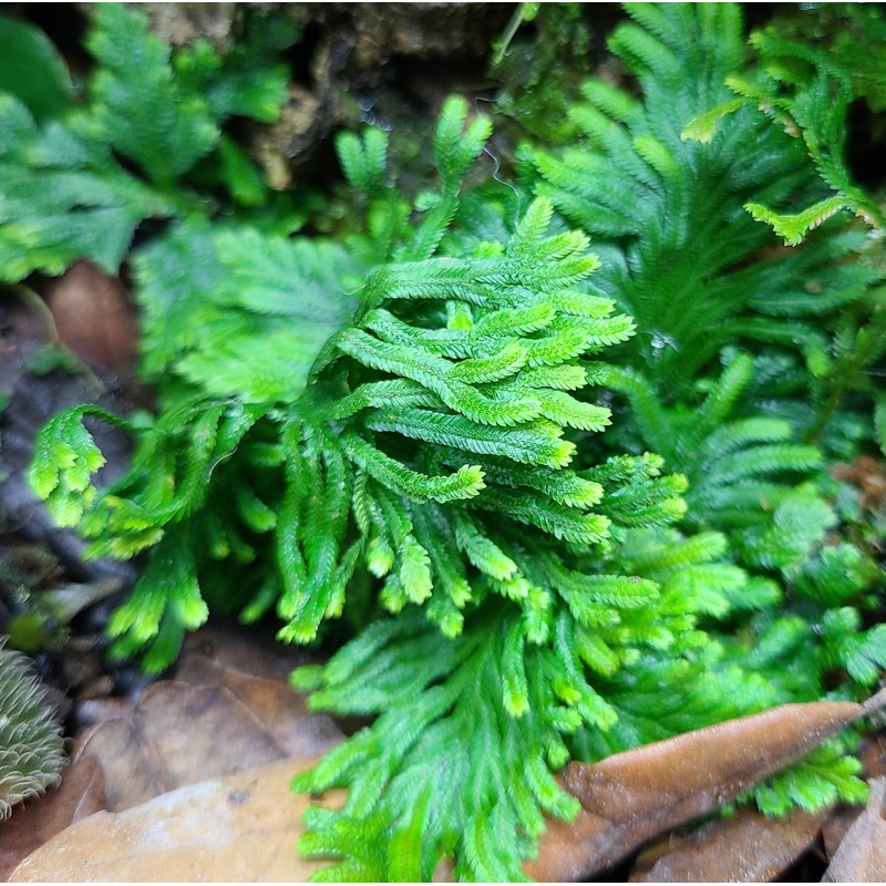 Selaginella sp Brazil|Cutting (1-2 in)|MiniCup (4-7oz Cup, Rooted with many growth points)