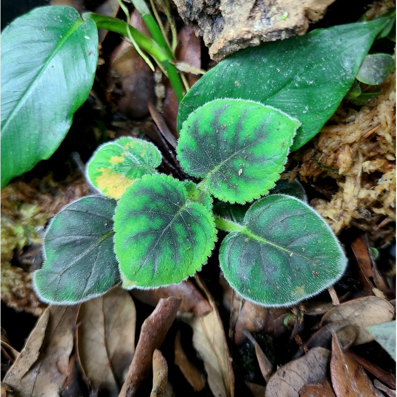 Smithiantha zebrina|4-8 leaf cutting|Rooted with 6+ leaves